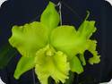 Rlc. Sung Ya Green x (Ctt. Loog Tone x Haddyai Delight)